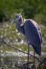 great blue heron, Huntley Meadows